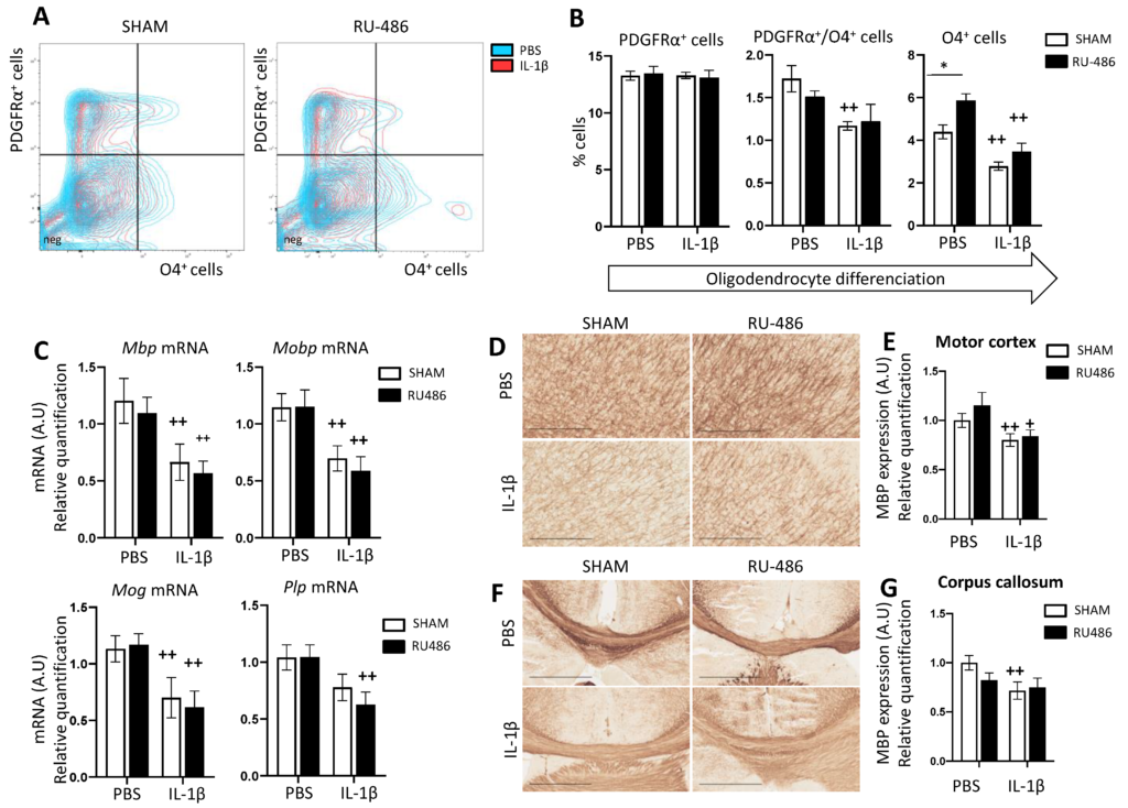 Mouse Preterm Birth Induction by RU-486