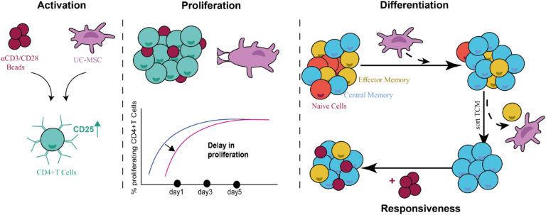 Schematic representation summarizing the immunomodulatory activity of UC-MSCs on CD4+ T cells