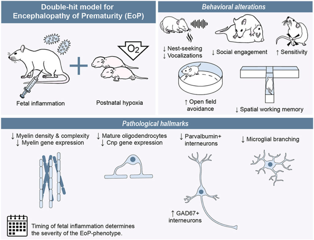Double-hit rat model for encephalopathy of prematurity