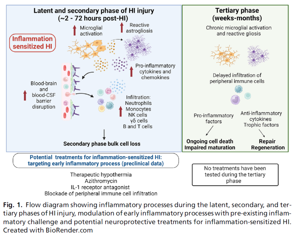 Uncovering the Role of Inflammation with Asphyxia in the Newborn