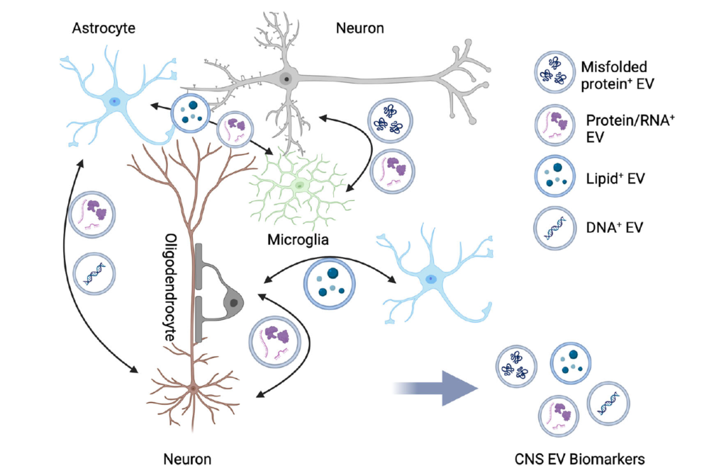 Intercellular communication of CNS cells via EVs