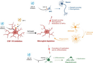 The possible impacts of microglial depletion using CSF-1R inhibitors on neurons, astrocytes and oligodendrocytes.