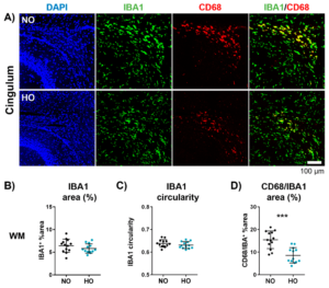 Hyperoxia reduces microglia activation in the white matter