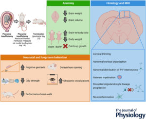 Characterization of postnatal brain injury and behavioural deficits in a rat model of placental insufficiency-induced fetal growth restriction